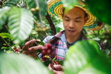 Coffee berries with agriculturist in Thailand.
