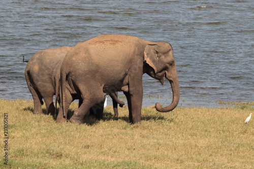 Elephant Family Minneriya Sri Lanka