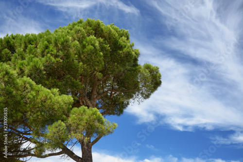 Green pine tree on sky background