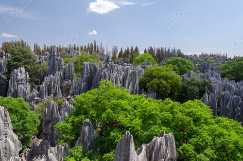 The limestone Stone forest on sunny day, Kunming Yunnan China.