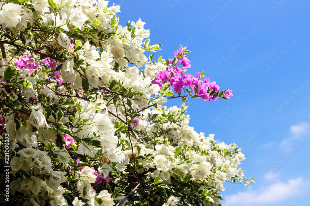 Blooming bougainvillea tree flowers