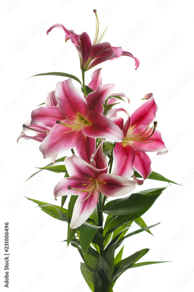 Flower red wine lily isolated on white background.