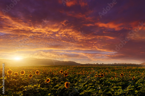 fantastic sunset. over the sunflower field. dramatic sky glowing of sunlight.