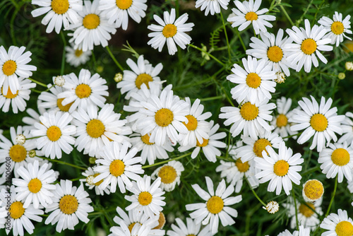 Cluster of Marguerite flowers growing on a field © Magnus