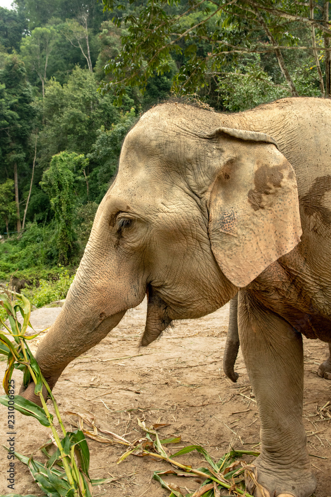 Naklejka premium Elephant Eating Branches
