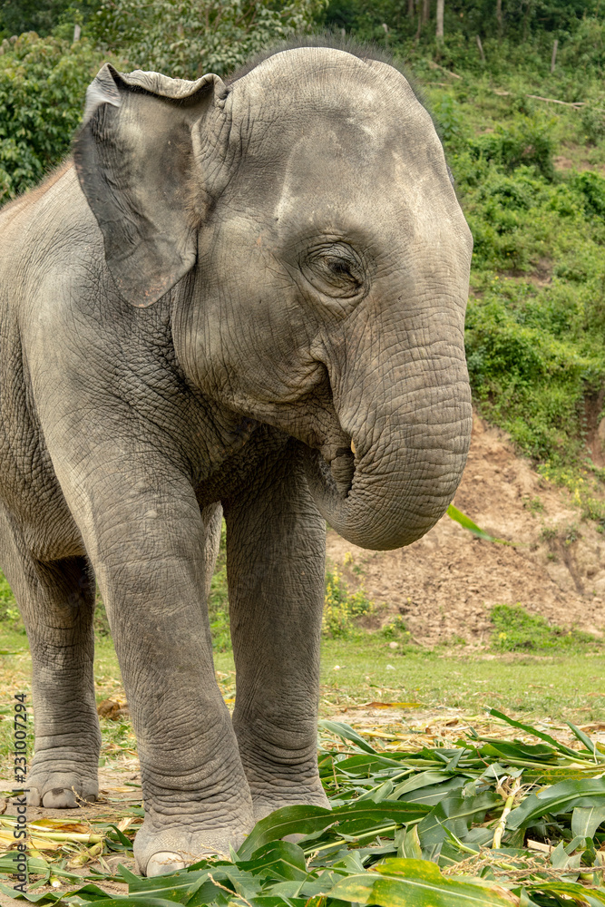 Fototapeta premium Elephant Eating Lunch