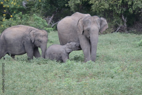 Baby elephant with mother in Sri Lanka