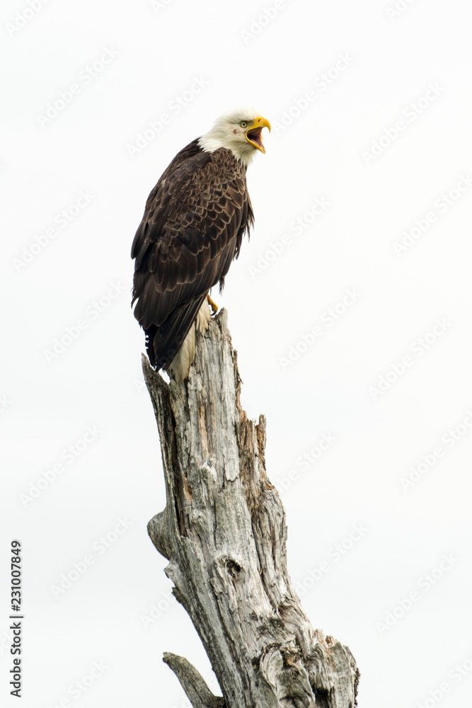 Obraz premium Bald Eagle Calling to His Mate