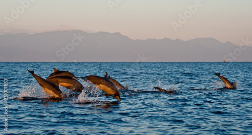 Dolphins in Bali