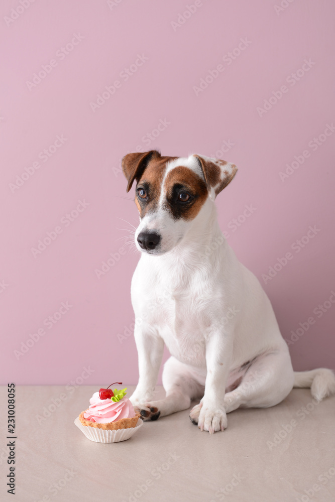 Cute funny dog with cake near color wall Cute funny dog with cake near color wall