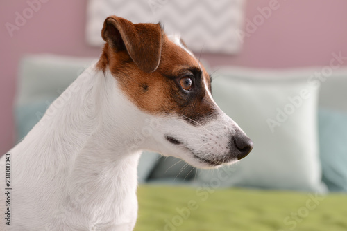 Alert jack russell terrier ...