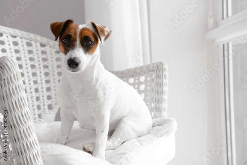 Cute funny dog in armchair at home