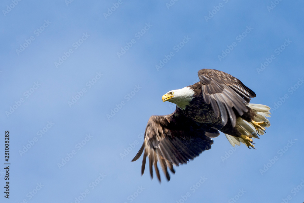 Obraz premium bald eagle in flight