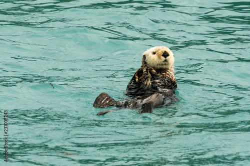 Lone Sea Otter 