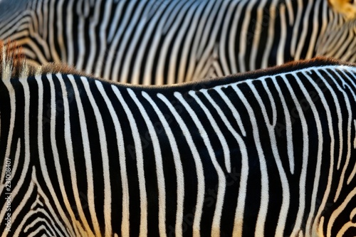 Pattern of zebras photo