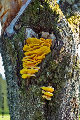 Sulphur polypore (Laetiporus sulphureus), tree fungus, sporocarp on the trunk, Black Forest, Baden-Wurttemberg, Germany, Europe photo