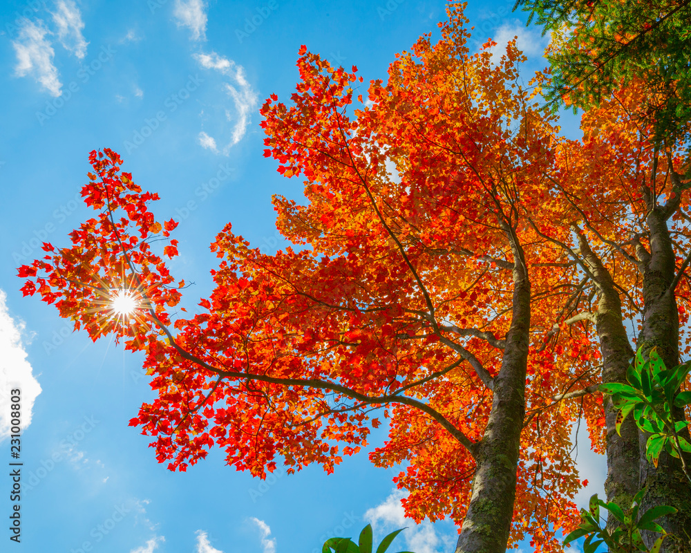 Sun Star through fall leaves