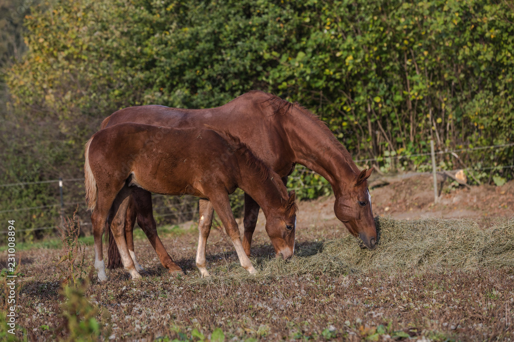 Stute und Fohlen fressen nebeneinander Heu auf dem Paddock Stute und Fohlen fressen nebeneinander Heu auf dem Paddock