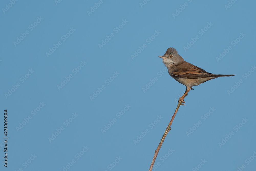 Lesser Whitethroat on a Twig Against a Blue Sky Lesser Whitethroat on a Twig Against a Blue Sky