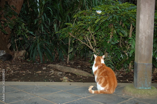 猫の後ろ姿（茶トラ）