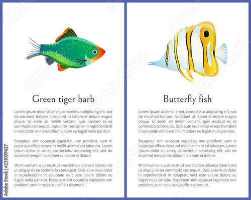 Green Tiger Barb and Striped Butterfly Fish Images