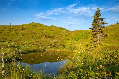 Pond with cotton grass at the Kleiner Gamsstein, Tux Prealps, Tyrol, Austria, Europe photo