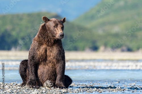Brown bear sitting by river photo