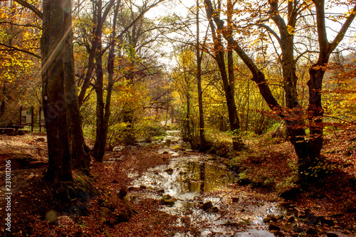 River Grza in autum. Beautiful small river surrounded with forest in nature park Grza.