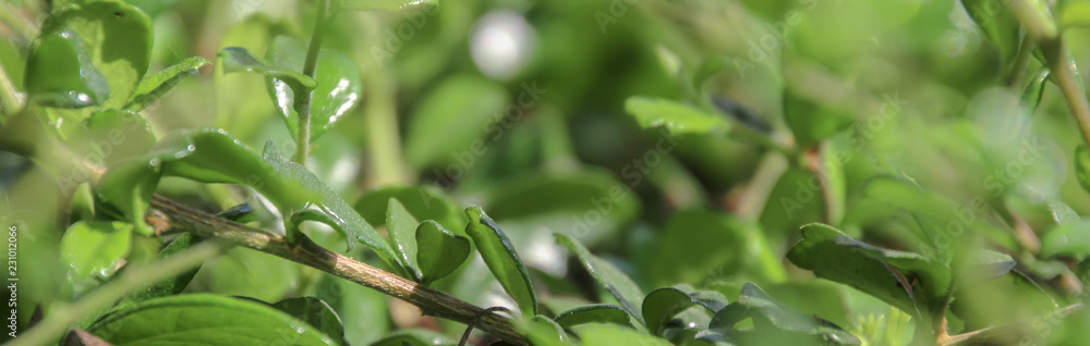 banner Size nature,Green leaf background banner Size nature,Green leaf background