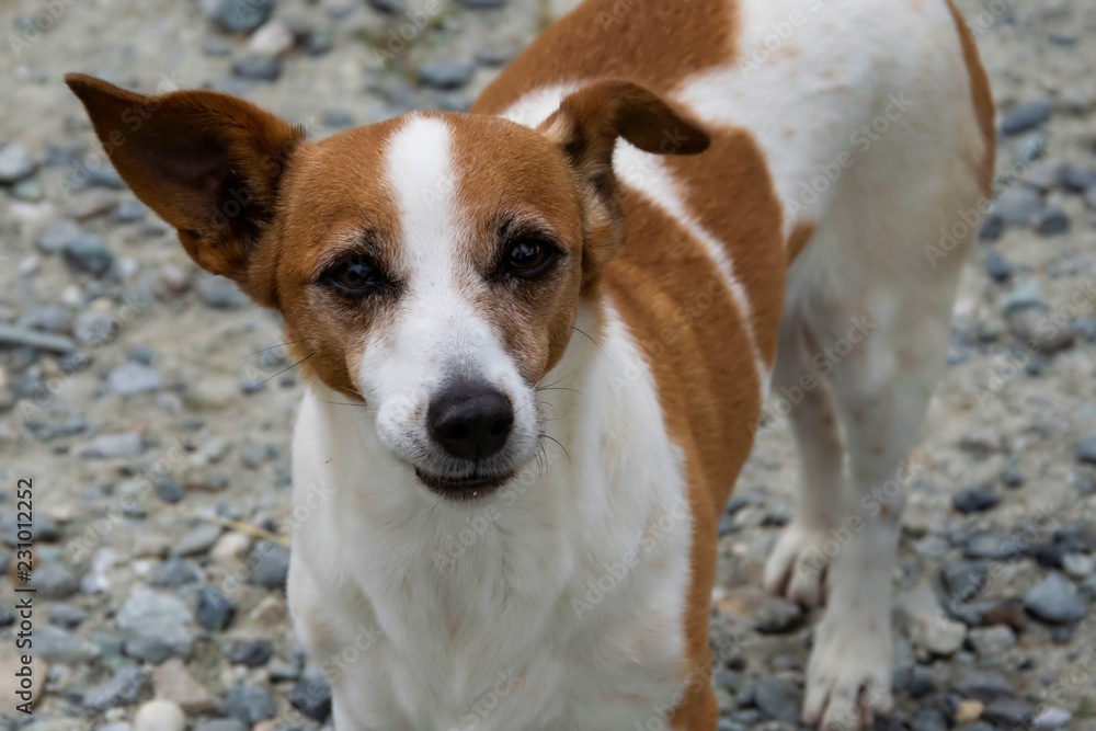 portrait of a dog, jack russel, looking foreward