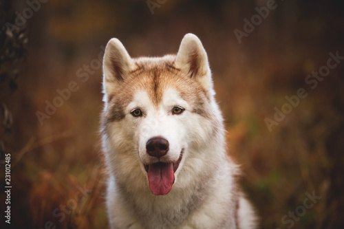 Close-up Portrait of cute and happy Siberian Husky dog sitting in the bright autumn forest