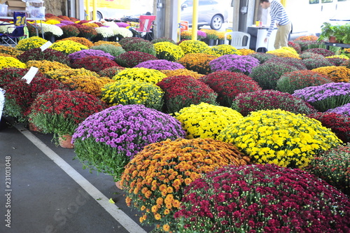Colorful mums for sale at a farmers market