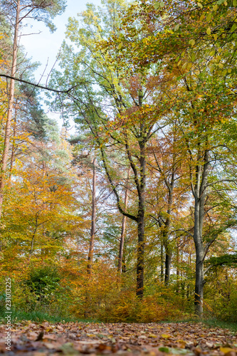 Herbstlicher Waldspaziergang