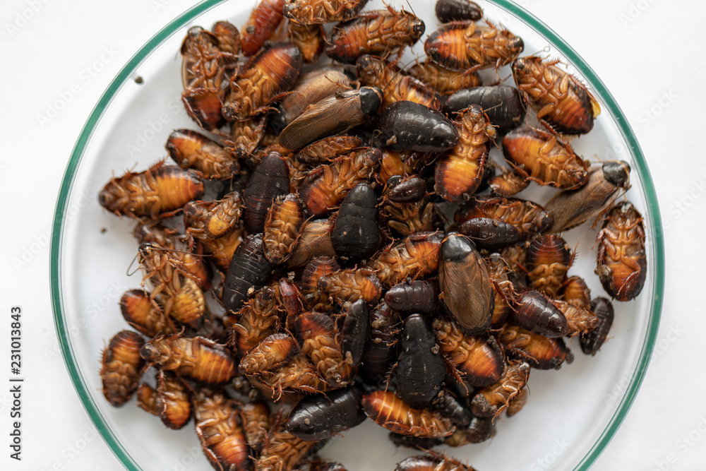 Close-up cockroach for study finding parasites in laboratory. Close-up cockroach for study finding parasites in laboratory.