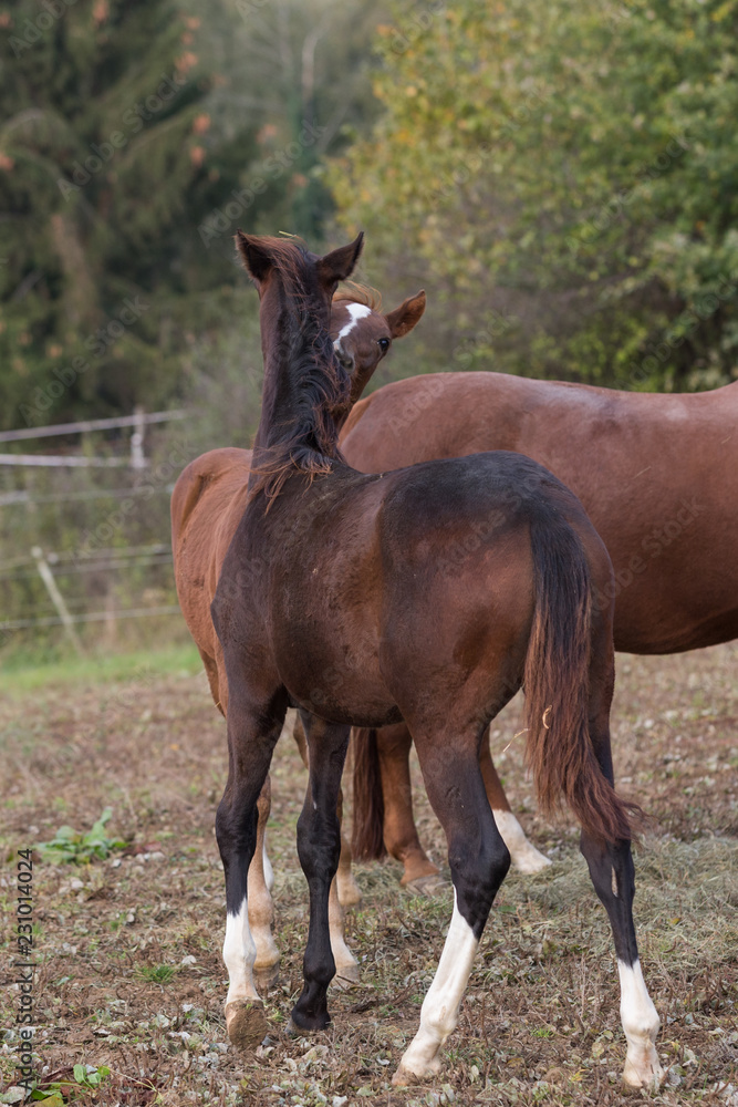 Fototapeta premium raufende Hengstfohlem im Herbst 10