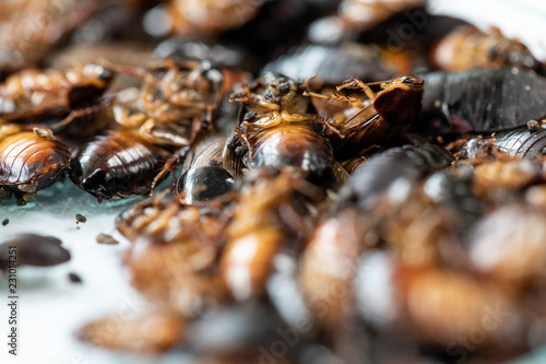 Fototapeta Naklejka Na Ścianę i Meble -  Close-up cockroach for study finding parasites in laboratory.