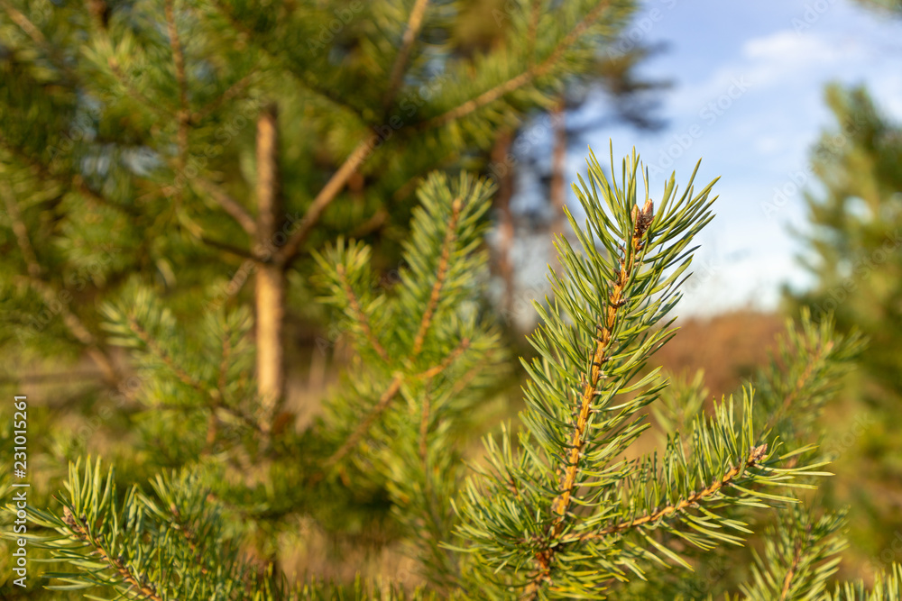 Pine tree closeup Pine tree closeup