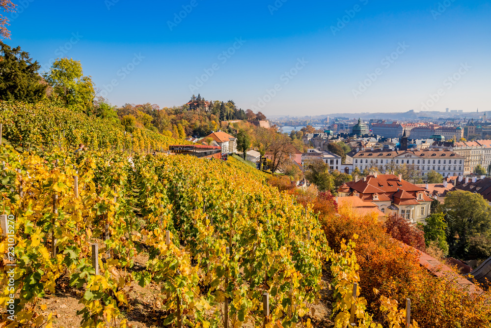 Vue sur le Vignoble de Saint-Venceslas sur la ville de Prague