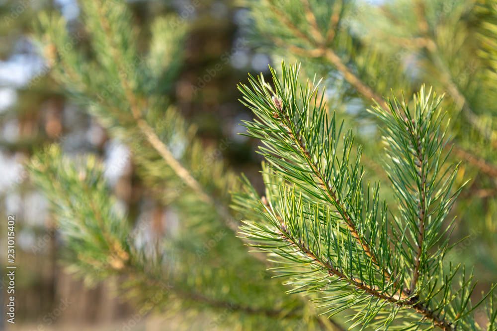 Pine tree closeup Pine tree closeup
