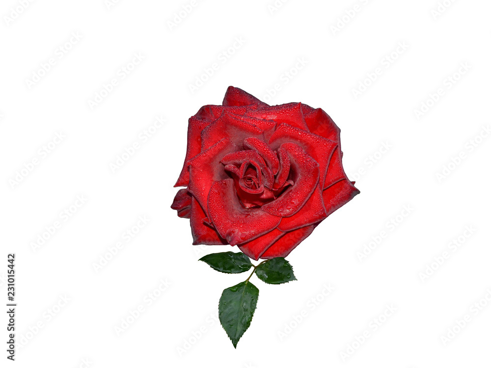 Naklejka premium A red rose covered with morning dew drops isolated on a white background