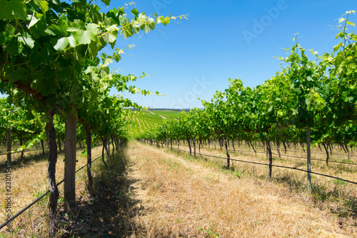 Grape vines, Barossa Valley, South Australia