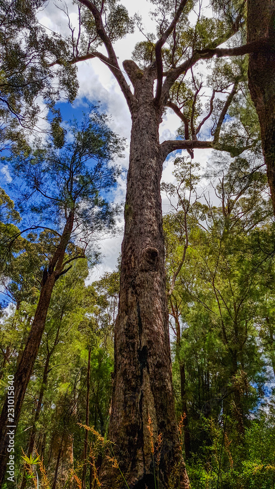Valley of the Giants Tree Top Walk, Tingledale, Western Australia Valley of the Giants Tree Top Walk, Tingledale, Western Australia
