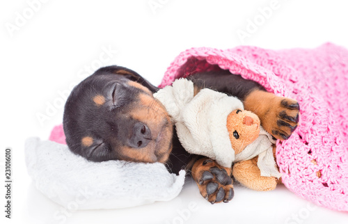Sleeping dachshund puppy under blanket pillow with toy bear. isolated on white background