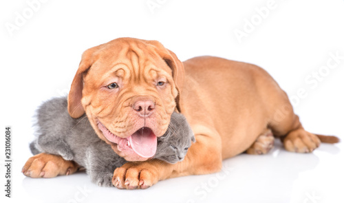 Playful bordeaux puppy dog hugging funny kitten. isolated on white background