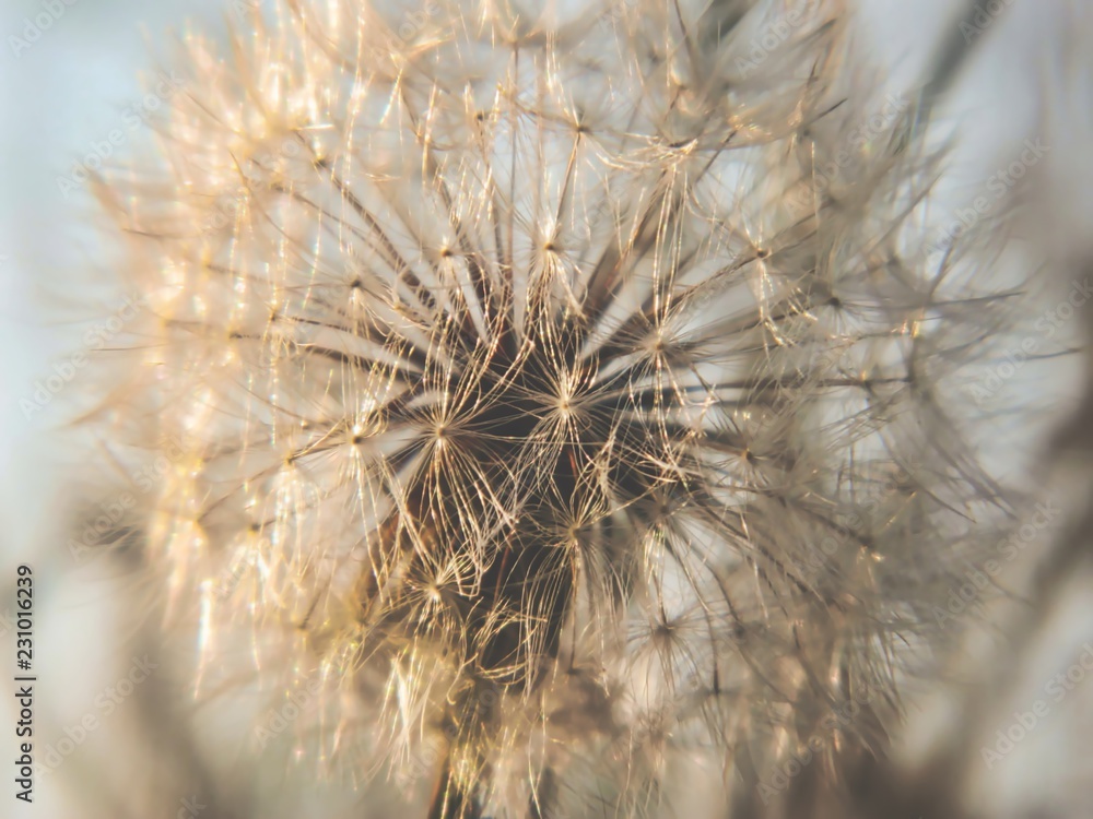 closeup of dandelion on a background of green grass