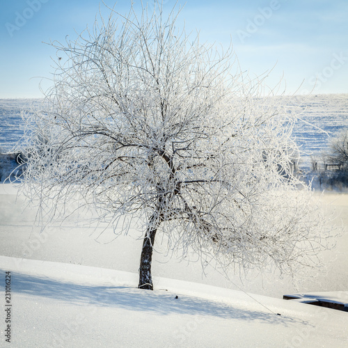 Winter scene in Central Kentucky photo