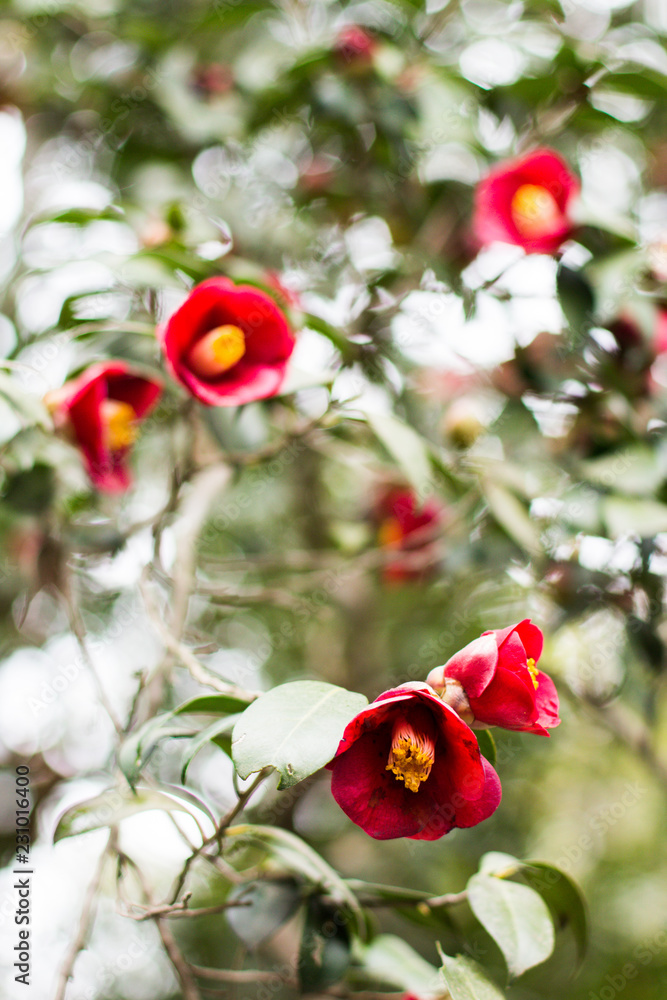 Obraz premium red flowers in kyoto