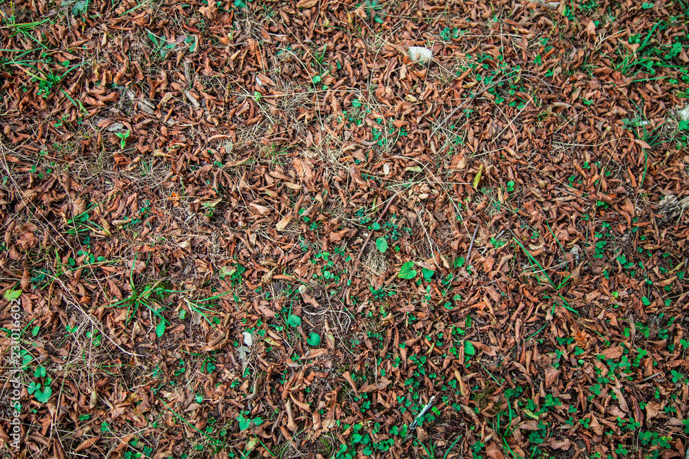 Autumn ground texture. Green juicy grass and autumn leaves of various sizes Autumn ground texture. Green juicy grass and autumn leaves of various sizes