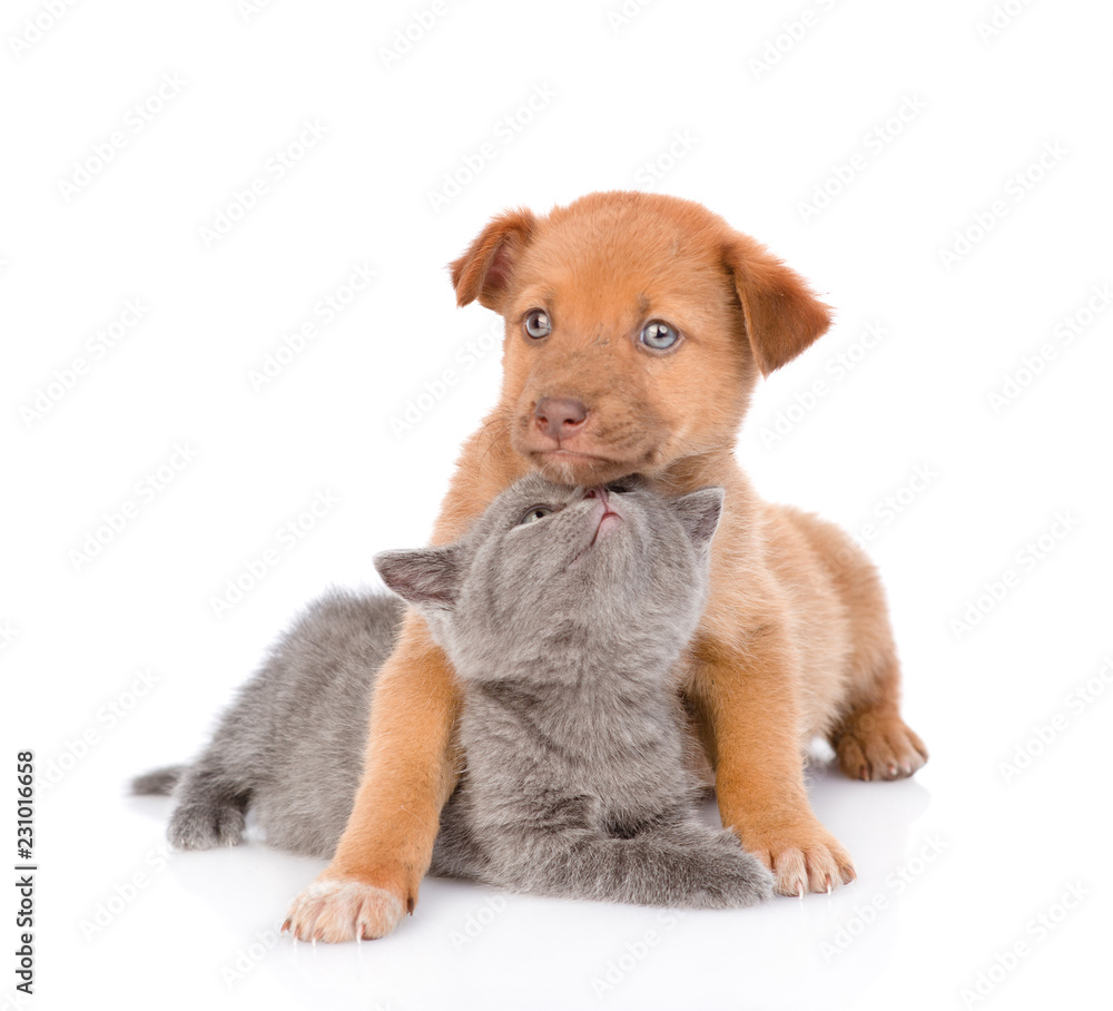 purebred puppy hugging a gentle kitten. isolated on white background purebred puppy hugging a gentle kitten. isolated on white background