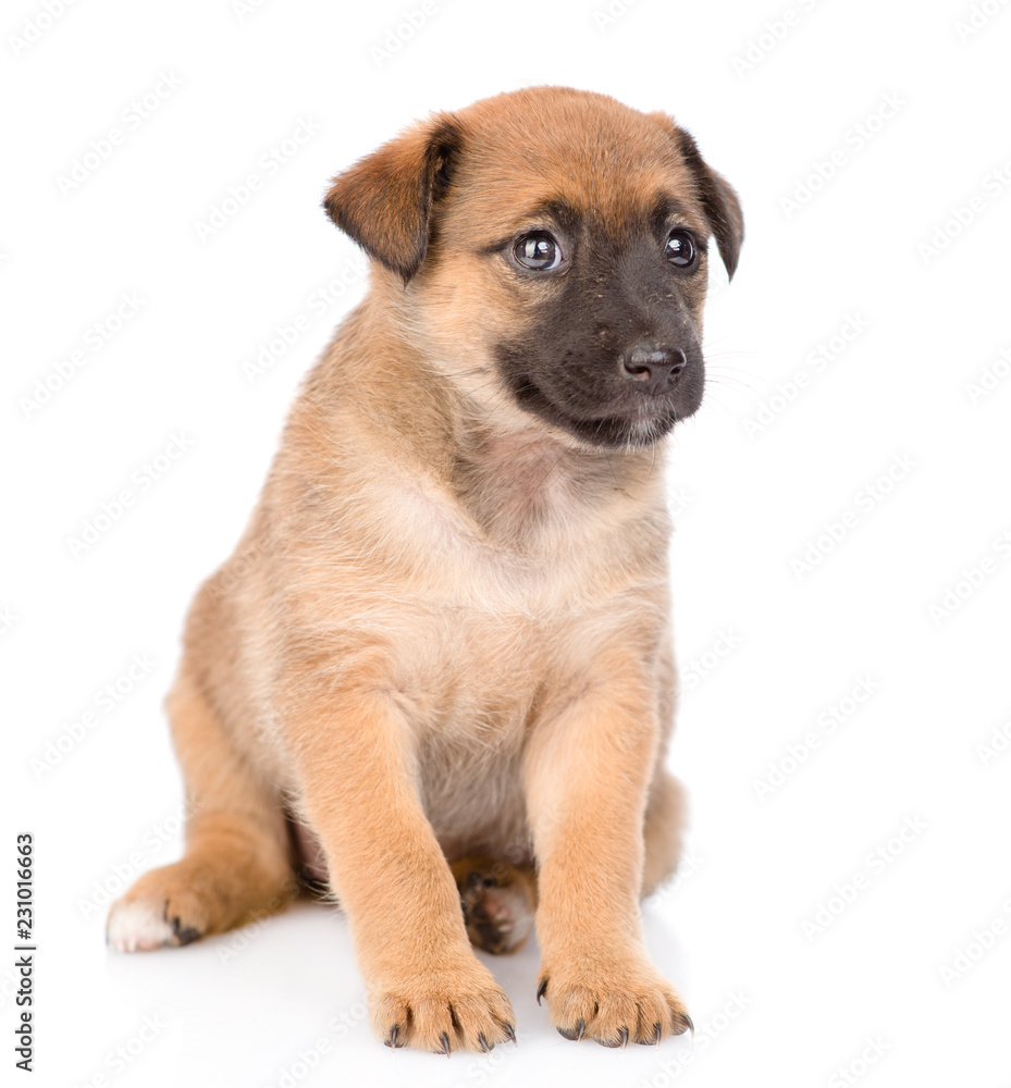 Mongrel puppy sitting. isolated on white background Mongrel puppy sitting. isolated on white background